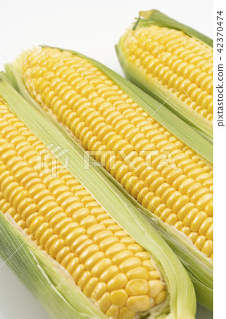 corn corn 42370474