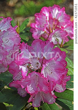 杜鵑 杜鵑 42371051