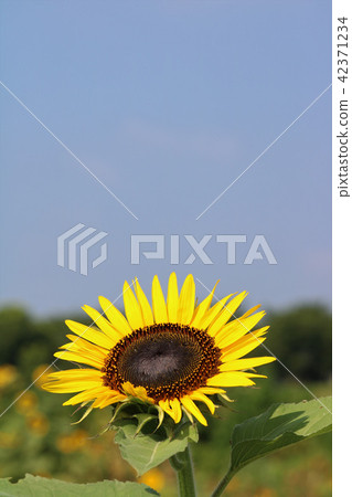 Blue sky Sunflower 42371234