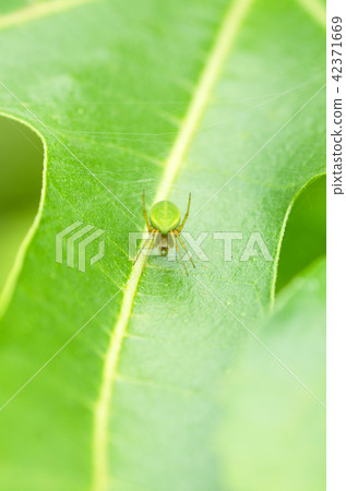 Green spider Satsuma flea Damasi 42371669