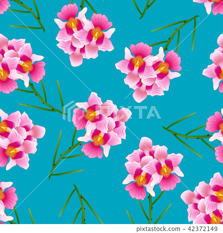 Pink Vanda Miss Joaquim Orchid on Blue Background Pink Vanda Miss Joaquim Orchid on Blue Background 42372149