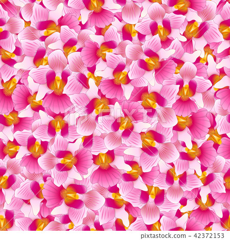 Pink Vanda Miss Joaquim Orchid Background. Pink Vanda Miss Joaquim Orchid Background. 42372153