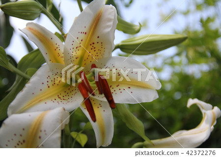花 42372276