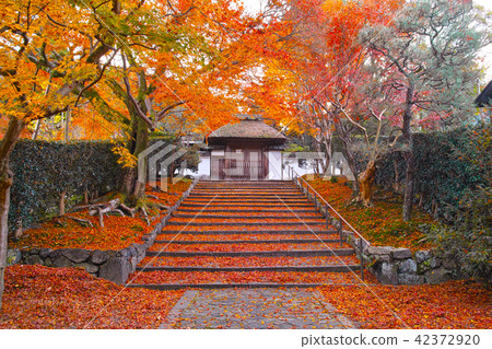 Kyoto in the autumn leaves season, scattered autumnal leaves and autumn tints on the stone steps of Anzen-ji Temple before opening the early morning Kyoto in the autumn leaves season, scattered autumnal leaves and autumn tints on the stone steps of Anzen-ji Temple before opening the early morning 42372920