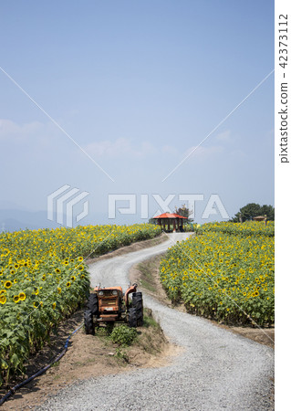 夏天的花朵 42373112
