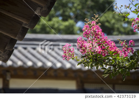 Summer flowers Summer flowers 42373119