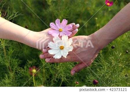 女性和女性玩花 女性和女性玩花 42373121