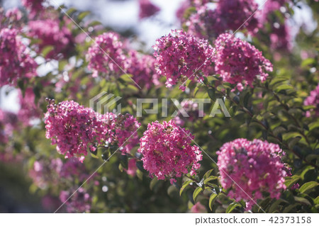 Summer flowers 42373158