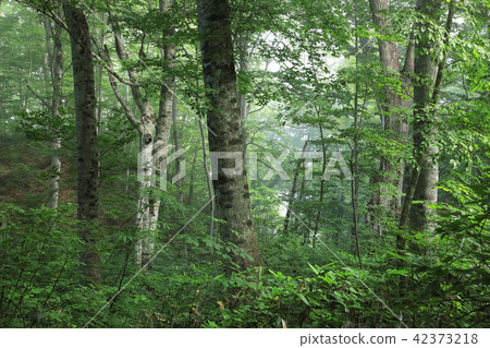夏季綠化山毛櫸森林 - 癒合森林福島縣忠田町 夏季綠化山毛櫸森林 - 癒合森林福島縣忠田町 42373218