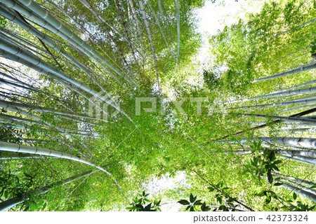Bamboo grove Bamboo grove 42373324
