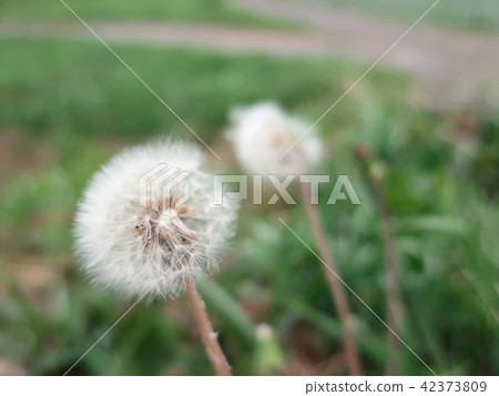 起毛 起毛 42373809