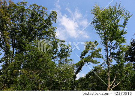 大阪市民的森林(Nukuike公園) 大阪市民的森林(Nukuike公園) 42373816