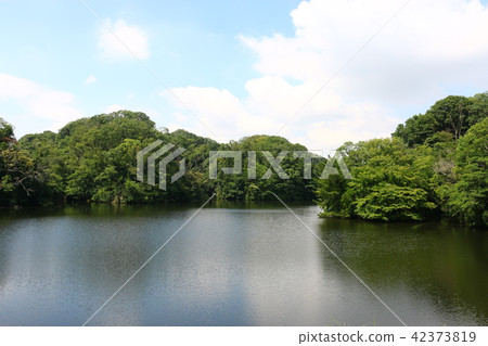 大阪市民的森林（Nukuike公園） 42373819