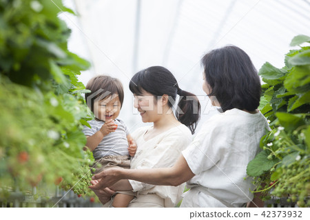 Strawberry Family Family 42373932