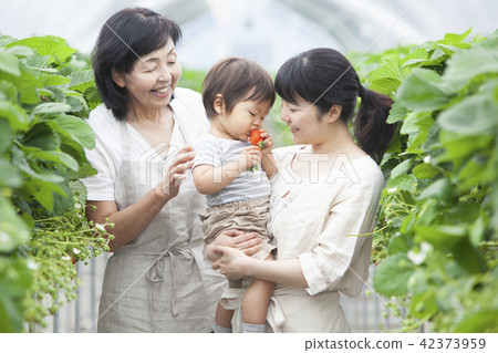Strawberry Family Family 42373959