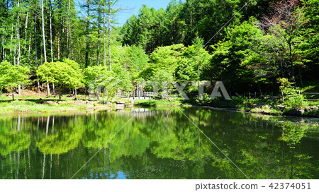 Seseragi高速公路的新綠色 42374051