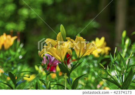 Lily flower Lily flower 42374173