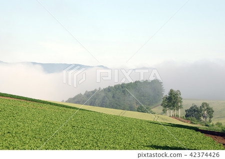 A hill of Biei and a row of white birch trees floating in the morning sun A hill of Biei and a row of white birch trees floating in the morning sun 42374426
