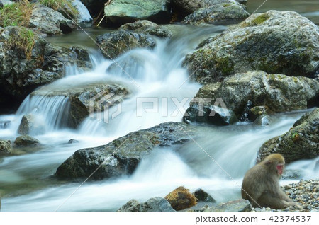 Tatami猴子流動的河 42374537