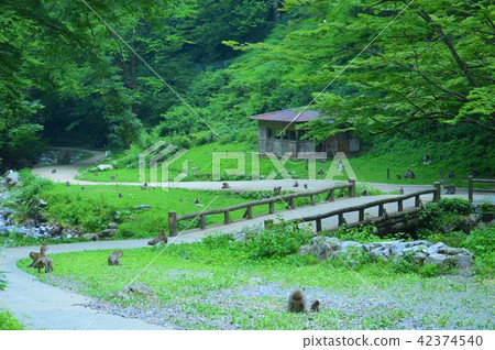 Kannonaki瀑佈公園風景 42374540