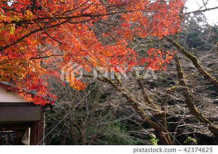 Autumn leaves of Akitsuki castle ruins Autumn leaves of Akitsuki castle ruins 42374625