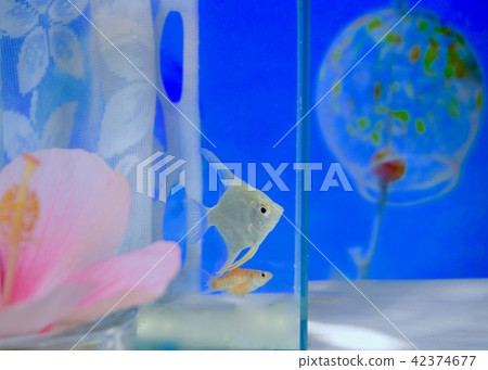 炎熱的夏日和涼爽的窗戶 炎熱的夏日和涼爽的窗戶 42374677