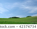 Hill of Biei and potato field 42374734