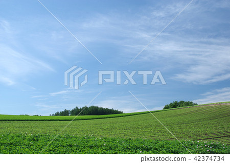 美瑛山和土豆田 42374734