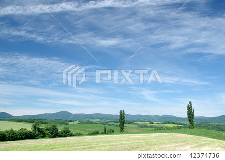 美瑛山和白楊樹在下午 42374736