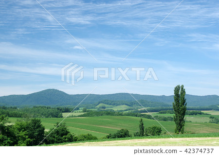 美瑛山和白楊樹在下午 42374737