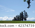 Larch tree and potato field standing on the hill of Biei 42374739