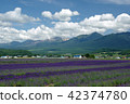 Furano lavender field and Tokachi dake mountains 42374780