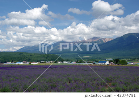 富良野薰衣草田和十勝湖山 富良野薰衣草田和十勝湖山 42374781
