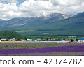 Furano lavender field and Tokachi dake mountains 42374782
