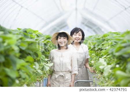 Strawberry Family Family 42374791