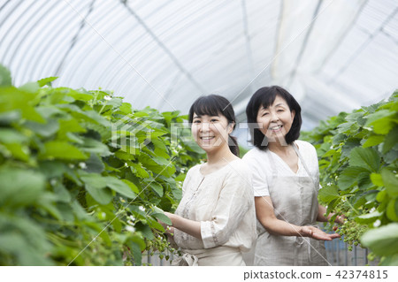 Strawberry Family Family 42374815