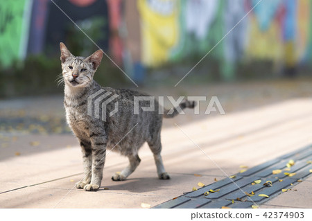 Old cat on sidewalk in Surabaya Old cat on sidewalk in Surabaya 42374903