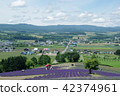 Lavender field and Furano Valley of Sunrise Park 42374961