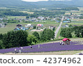 Lavender field and Furano Valley of Sunrise Park 42374962