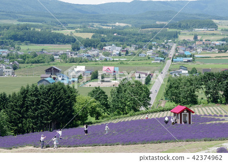 Lavender field and Furano Valley of Sunrise Park 42374962