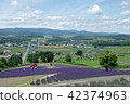 Lavender field and Furano Valley of Sunrise Park 42374963