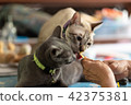 Two cats are eating snack 42375381