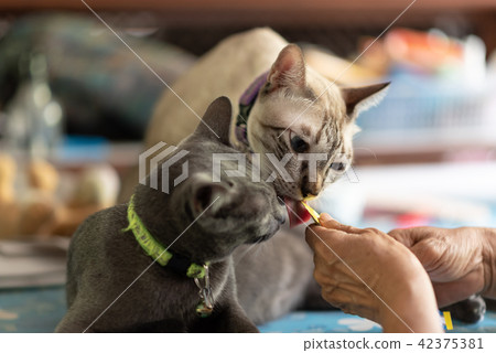 Two cats are eating snack Two cats are eating snack 42375381
