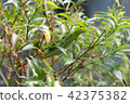 Worm on a tree eating leaf 42375382