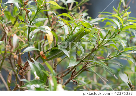 Worm on a tree eating leaf Worm on a tree eating leaf 42375382