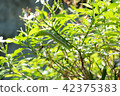 Worm on a tree eating leaf 42375383