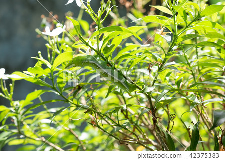 Worm on a tree eating leaf Worm on a tree eating leaf 42375383