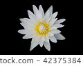 Top view of lotus flower 42375384