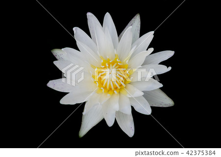 Top view of lotus flower Top view of lotus flower 42375384