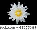 Top view of lotus flower 42375385